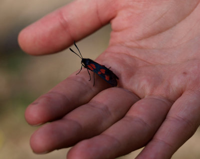 Bredbrämad bastardsvärmare (Zygaena lonicerae)