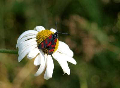 Sexfläckig bastardsvärmare (Zygaena filipendulae)