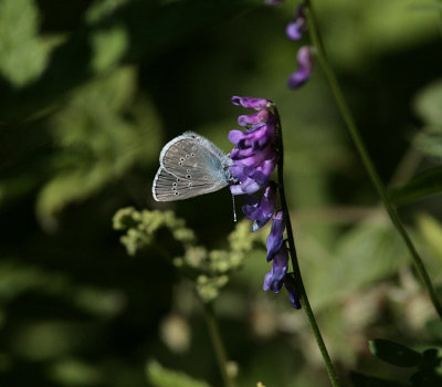 Ängsblåvinge (Polyommatus semiargus)