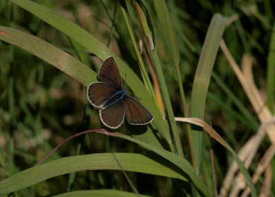 Ängsblåvinge (Polyommatus semiargus)