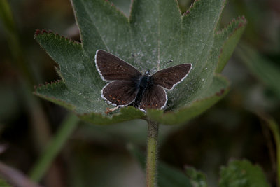 Brun blåvinge (Aricia artaxerxes)