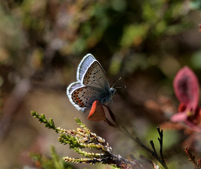 Ljungblåvinge (Plebejus argus)