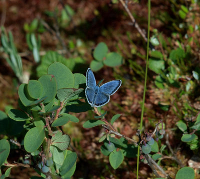 Ljungblåvinge (Plebejus argus)