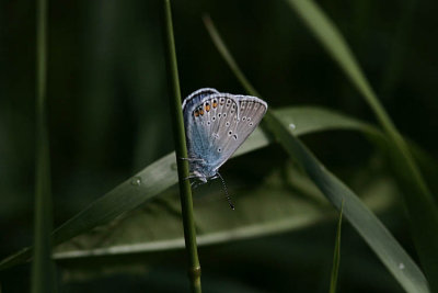 Silverblåvinge (Polyommatus amandus)