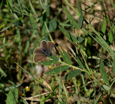 Silverblåvinge (Polyommatus amandus)