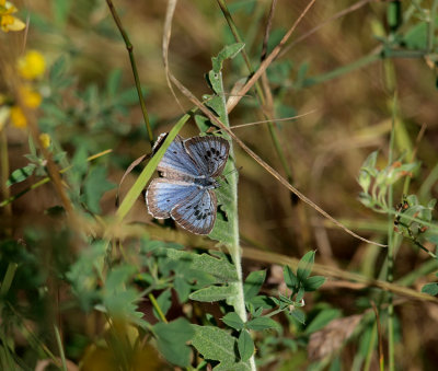 Svartfläckig blåvinge (Maculinea arion)