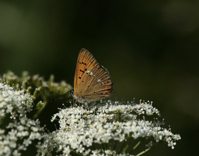 Vitfläckig guldvinge (Lycaena virgaureae)