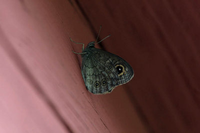 Berggräsfjäril (Lasiommata petropolitana)