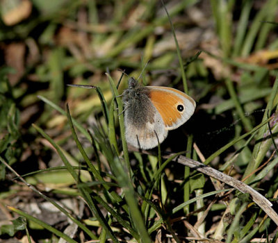 Kamgräsfjäril (Coenonympha pamphilus)