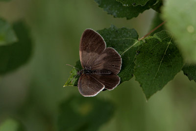 Luktgräsfjäril (Aphantopus hyperantus)