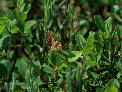 Myrpärlemorfjäril (Boloria aquilonaris)