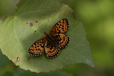 Prydlig pärlemorfjäril (Boloria euphrosyne)