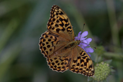 Silverstreckad pärlemorfjäril (Argynnis paphia)female