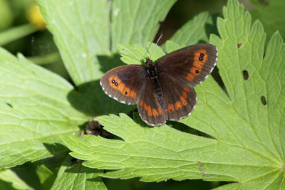 Skogsgräsfjäril (Erebia ligea)