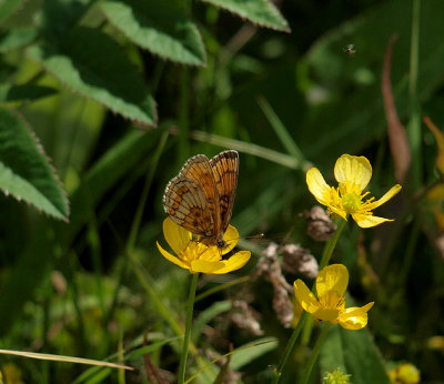 Skogsnätfjäril (Melitaea athalia)