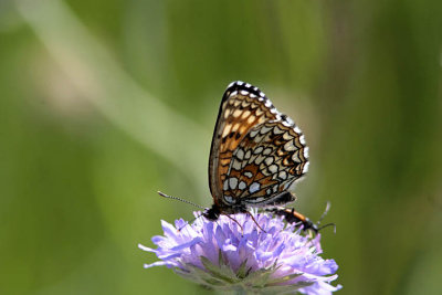 Sotnätfjäril (Melitaea diamina)