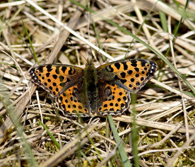 Storfläckig pärlemorfjäril (Issoria lathonia)