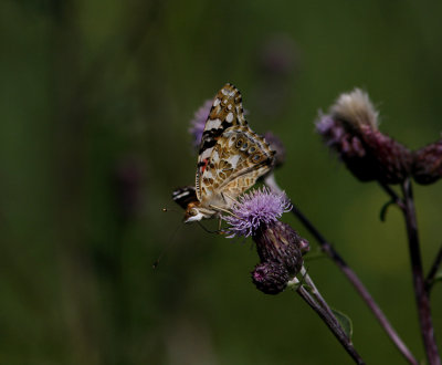 Tistelfjäril (Cynthia cardui)