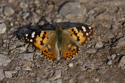 Tistelfjäril (Cynthia cardui)