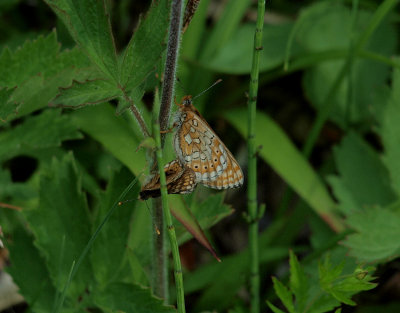 Väddnätfjäril (Euphydryas aurinia)