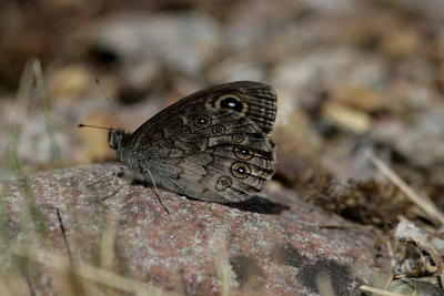 Vitgräsfjäril (Lasiommata maera)