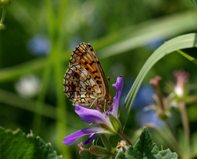 Brunfläckig pärlemorfjäril (Boloria selene)