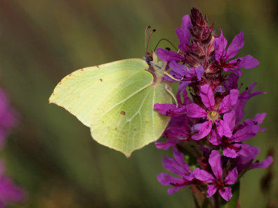 Citronfjäril (Gonepteryx rahmni)