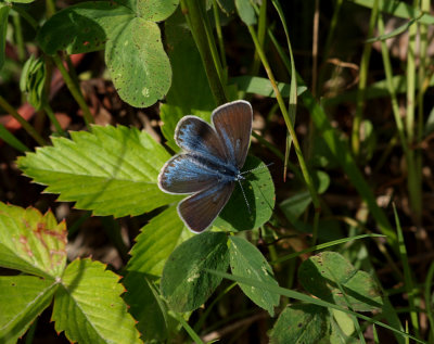 Silverblåvinge (Polyommatus amandus)