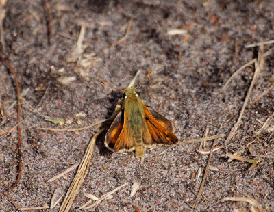 Silversmygare (Hesperia comma)