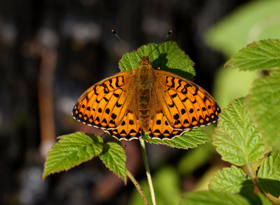 Skogspärlemorfjäril (Argynnis adippe)