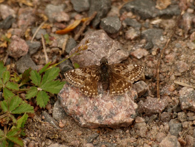 Skogsvisslare (Erynnis tages)