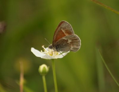 Starrgräsfjäril (Coenonympha tullia)