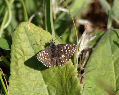 Smultronvisslare (Pyrgus malvae