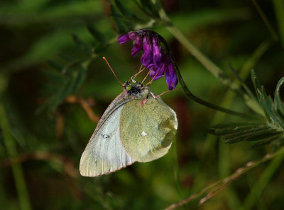 Svavelgul höfjäril (Colias palaeno)