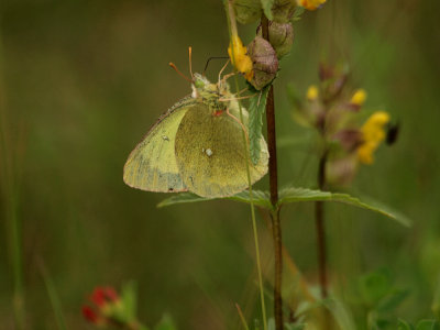 Svavelgul höfjäril (Colias palaeno)