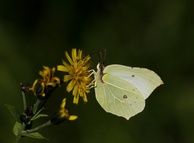 Citronfjäril (Gonepteryx rahmni)