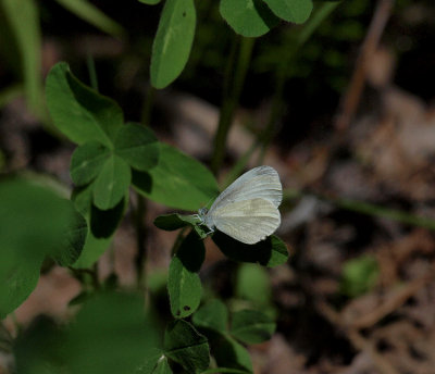 Ängsvitvinge (Leptidea reali)