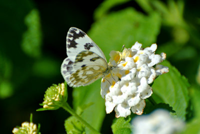 Grönfläckig vitfjäril (Pontia daplidice)Sicily