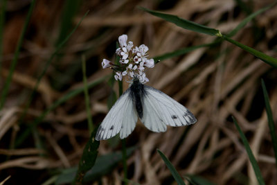 Rapsfjäril (Pieris napi)female