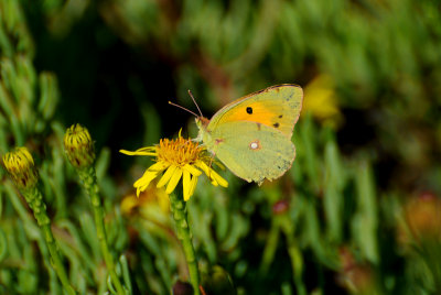 Rödgul höfjäril (Colias croceus)Sicily