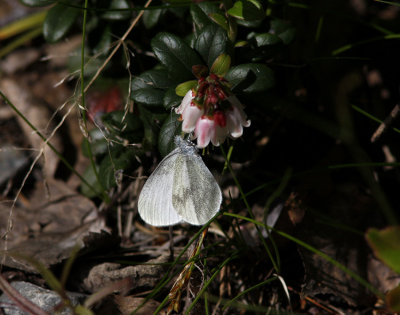 Skogsvitvinge (Leptidea sinapis)