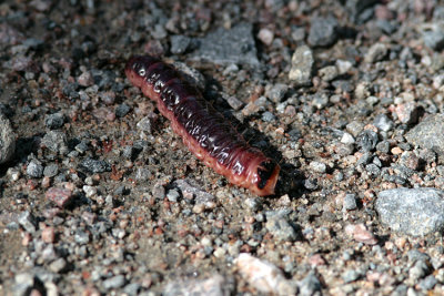 Vanlig träfjäril Larv (Cossus cossus)