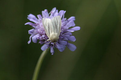 Brungult gräsfly  