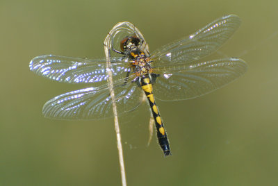 Nordisk kärrtrollslända (Leucorrhinia rubicunda)