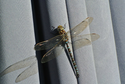 Starrmosaikslända (Aeshna juncea)