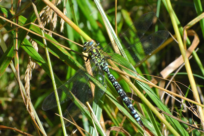 Blågrön mosaikslända (Aeshna cyanea)