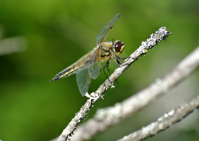 Fyrfläckad trollslända (Libellula quadrimaculata)