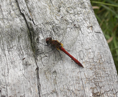 Blodröd ängstrollslända (Sympetrum sanguineum)