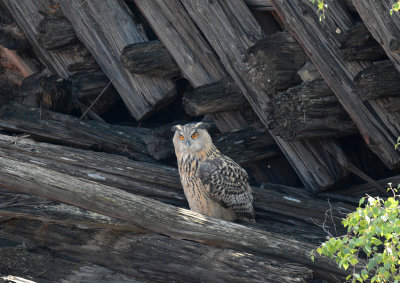 Eagle owl