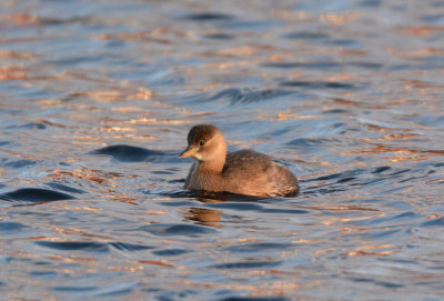 Little grebe